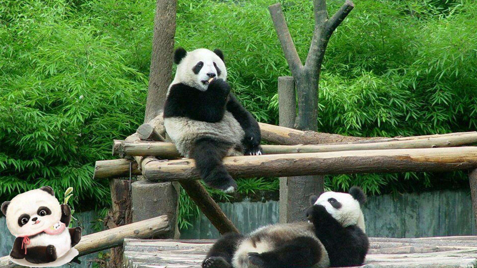 panda